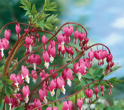 Bleeding Hearts set Pink and All White 2 pc.