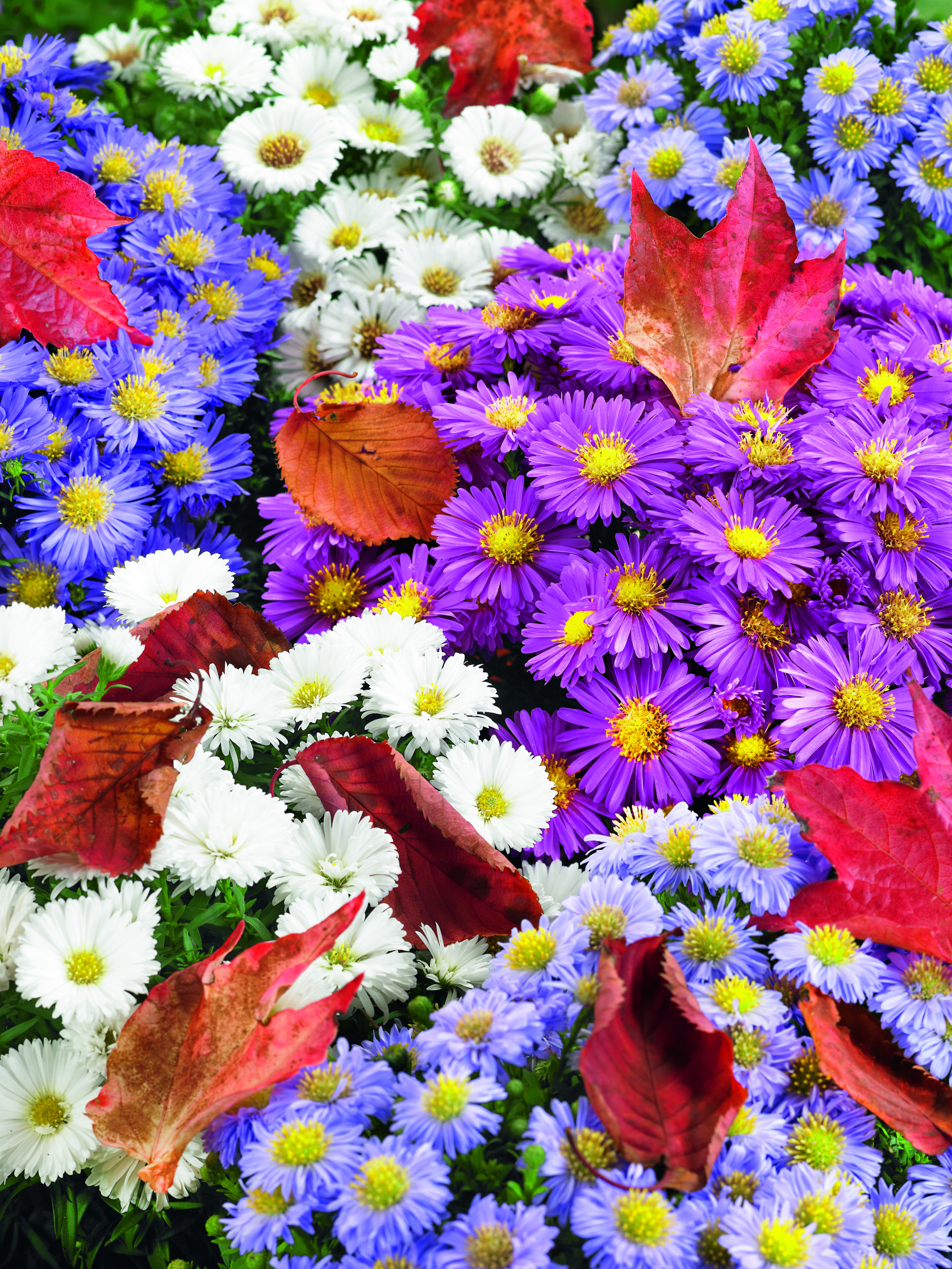 Aster Mix Fall Blooming 4 pc.