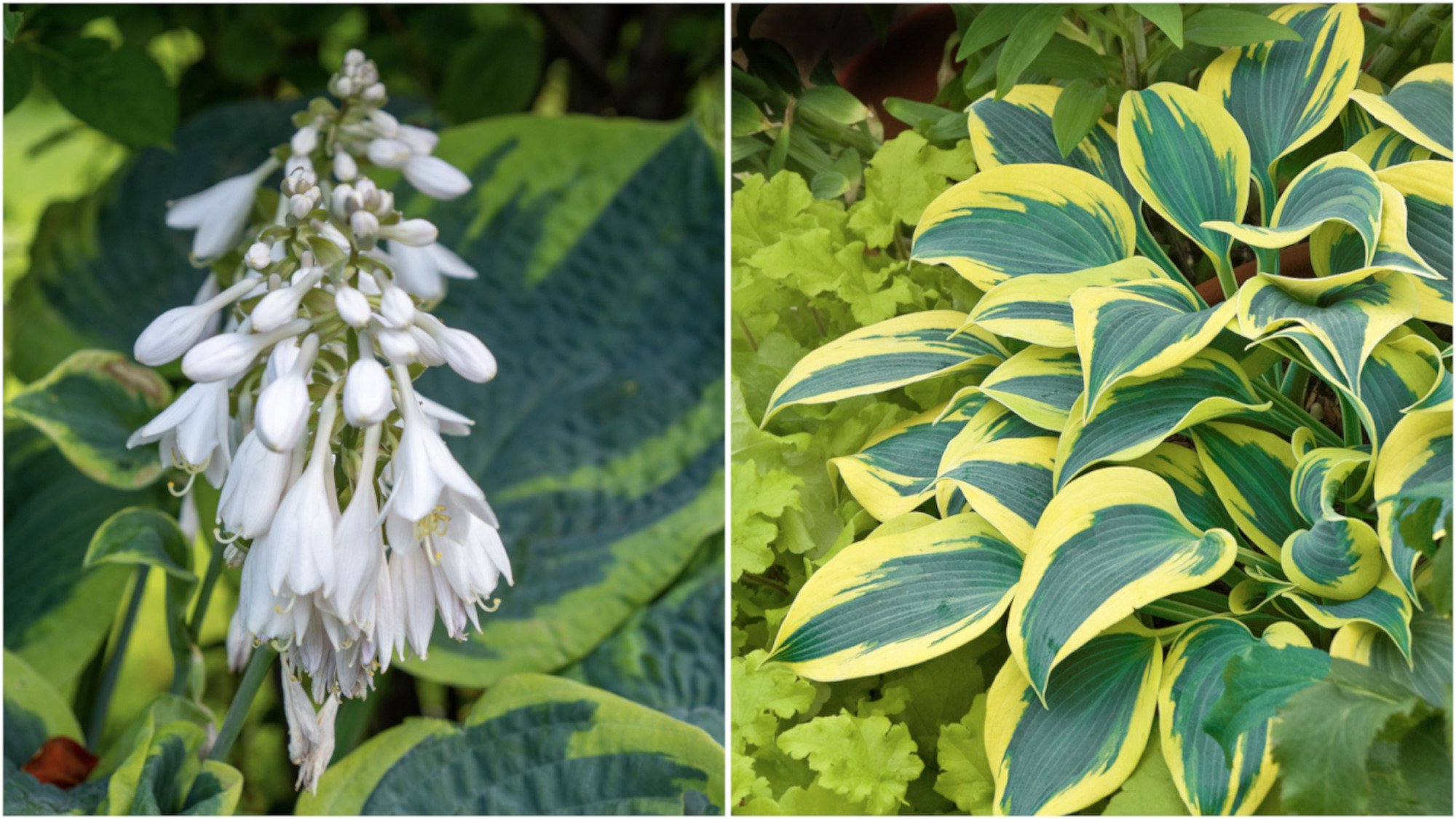 Hosta Climax Variegated and Stunning 3 pc. 