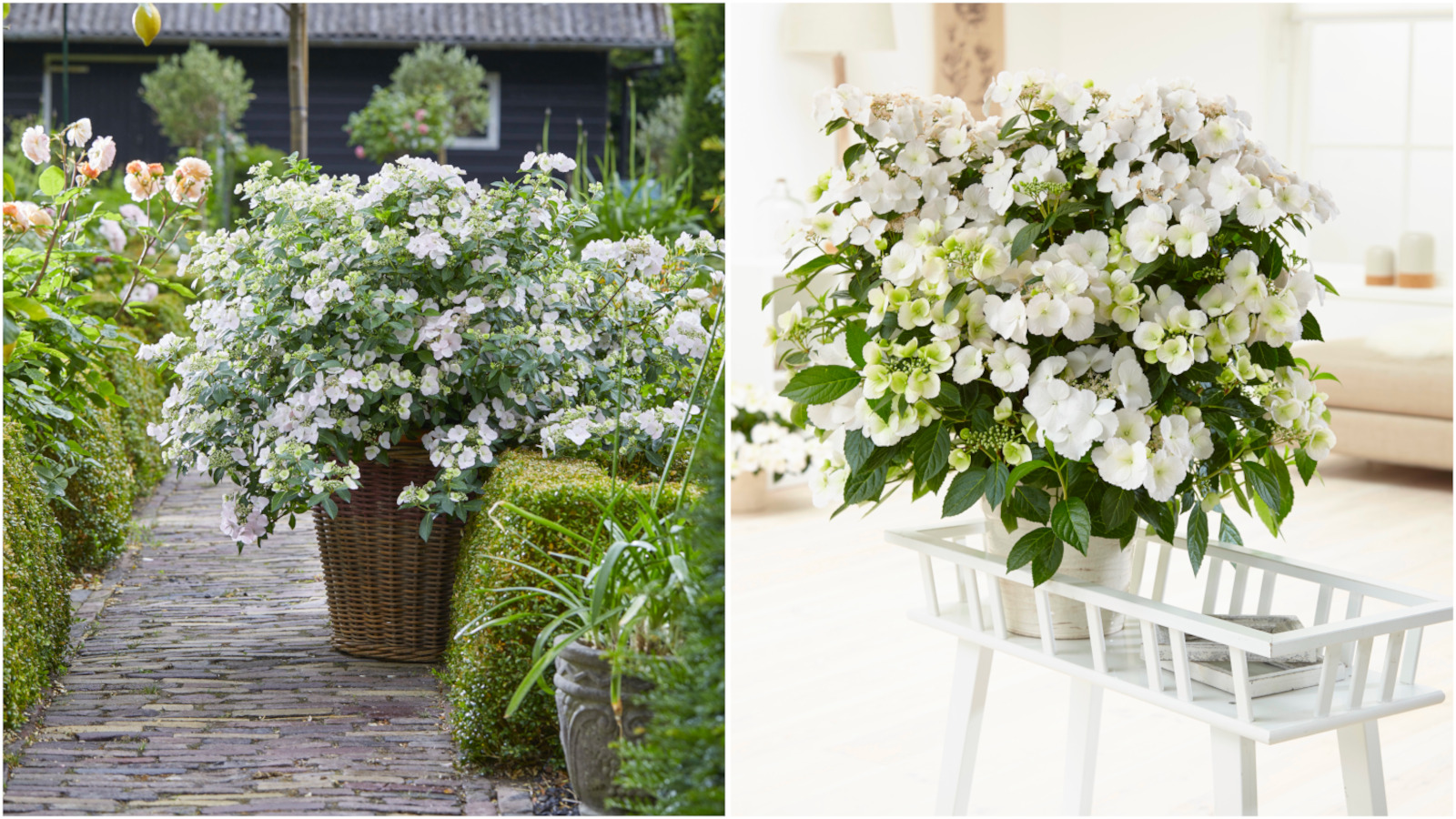 Hydrangea Proven Winners® Fairytrail Bride® 1 pc. Shop All Shop