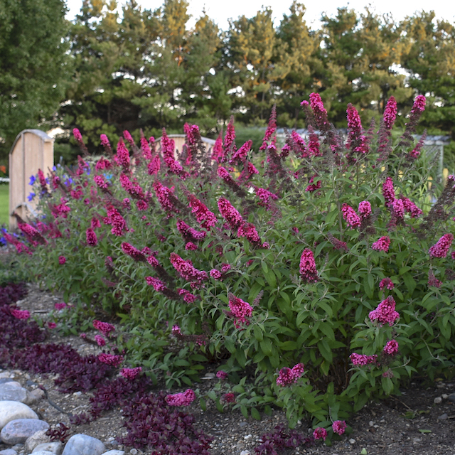 Butterfly Bush Monarch® Collection Prince Charming Cerise Pink 1 pc. 