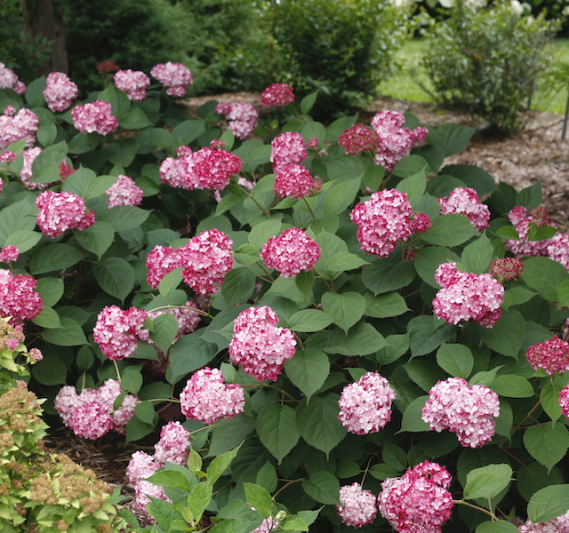 Hydrangea Proven Winners® Invincibelle® Ruby Smooth 1 pc. | Shop All | Shop