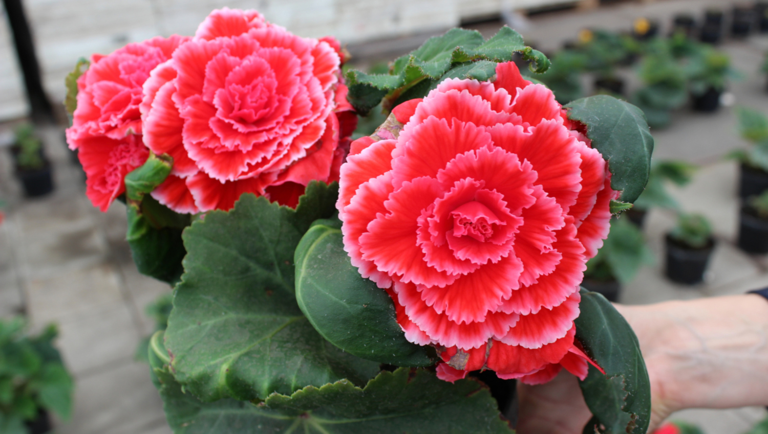 Begonias Tuberous Colorful with Baskets 4 pc. - R89837