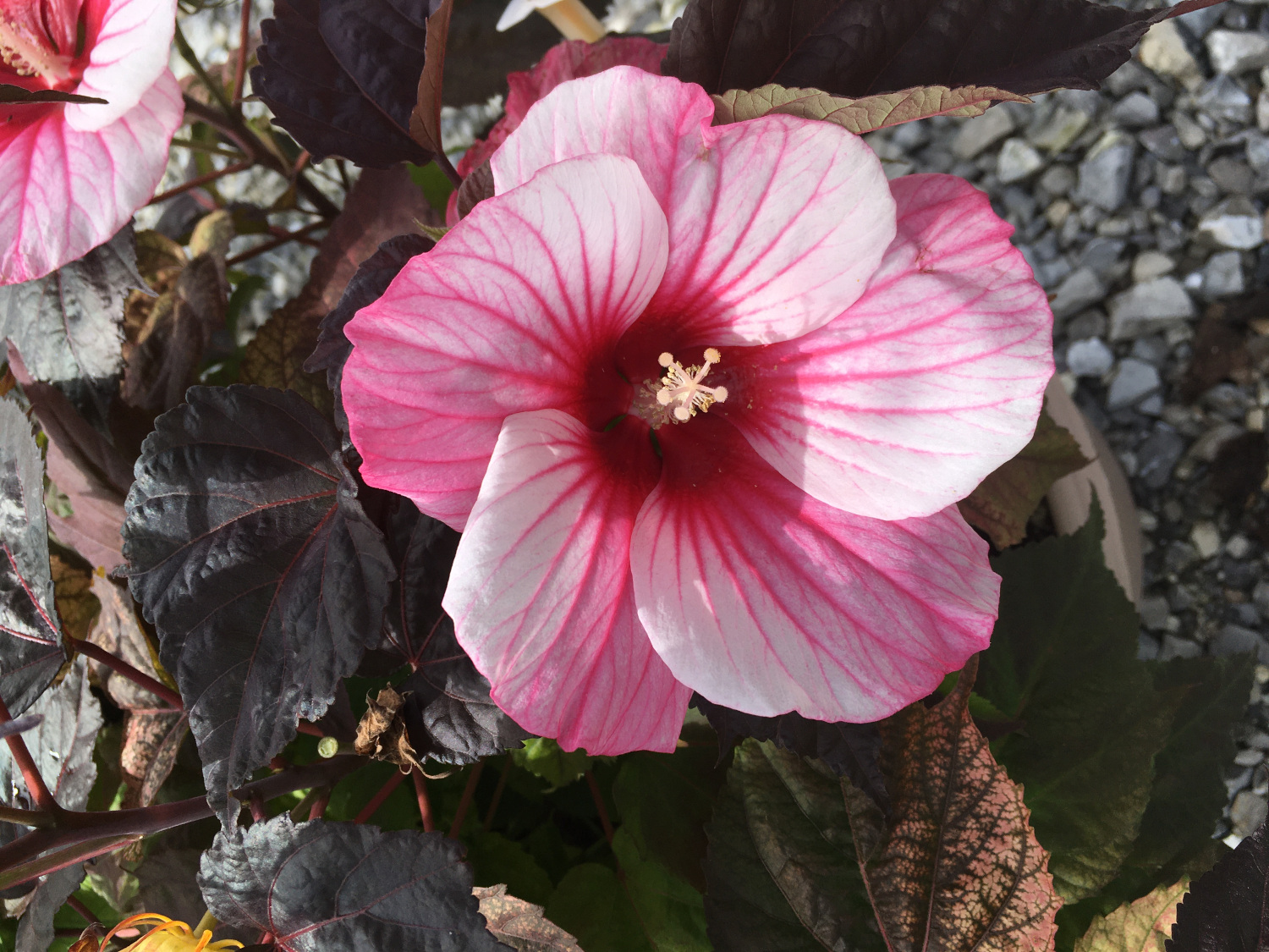 Hibiscus Hardy Moonshadow™ Bare-Root 1 pc. - R89854