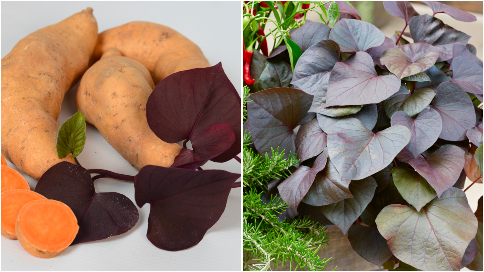 Potato Vines Colorful and Edible 4 pc. - All Purple