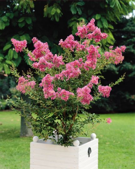 Crapemyrtle Hardy and Dwarf 1 pc. - R89831