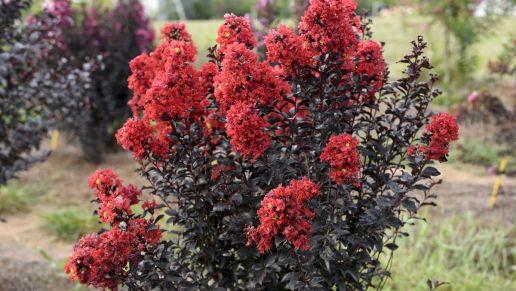 Proven Winners® Crapemyrtle Center Stage™ 1 pc.