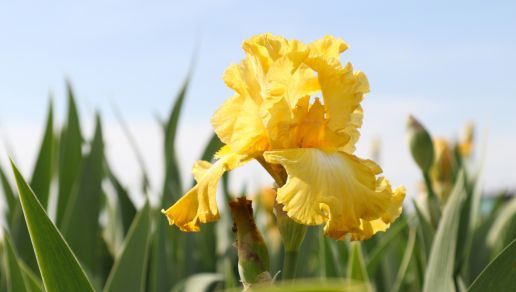 Irises Bearded Reblooming 3 pc. - R89865
