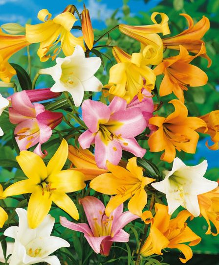 Lilies Bright and Colorful Asiatic Mix 12 pc