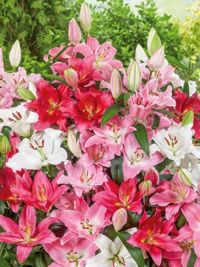 Lilies Oriental and Asiatic Dutch Master's Mix 20 pc