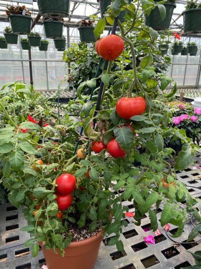 Tomato Heirlooms 3 pc. - R89852