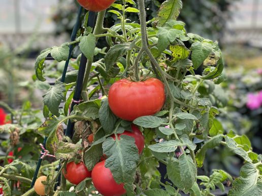 Tomato Variety Pak 6 pc. - R89790
