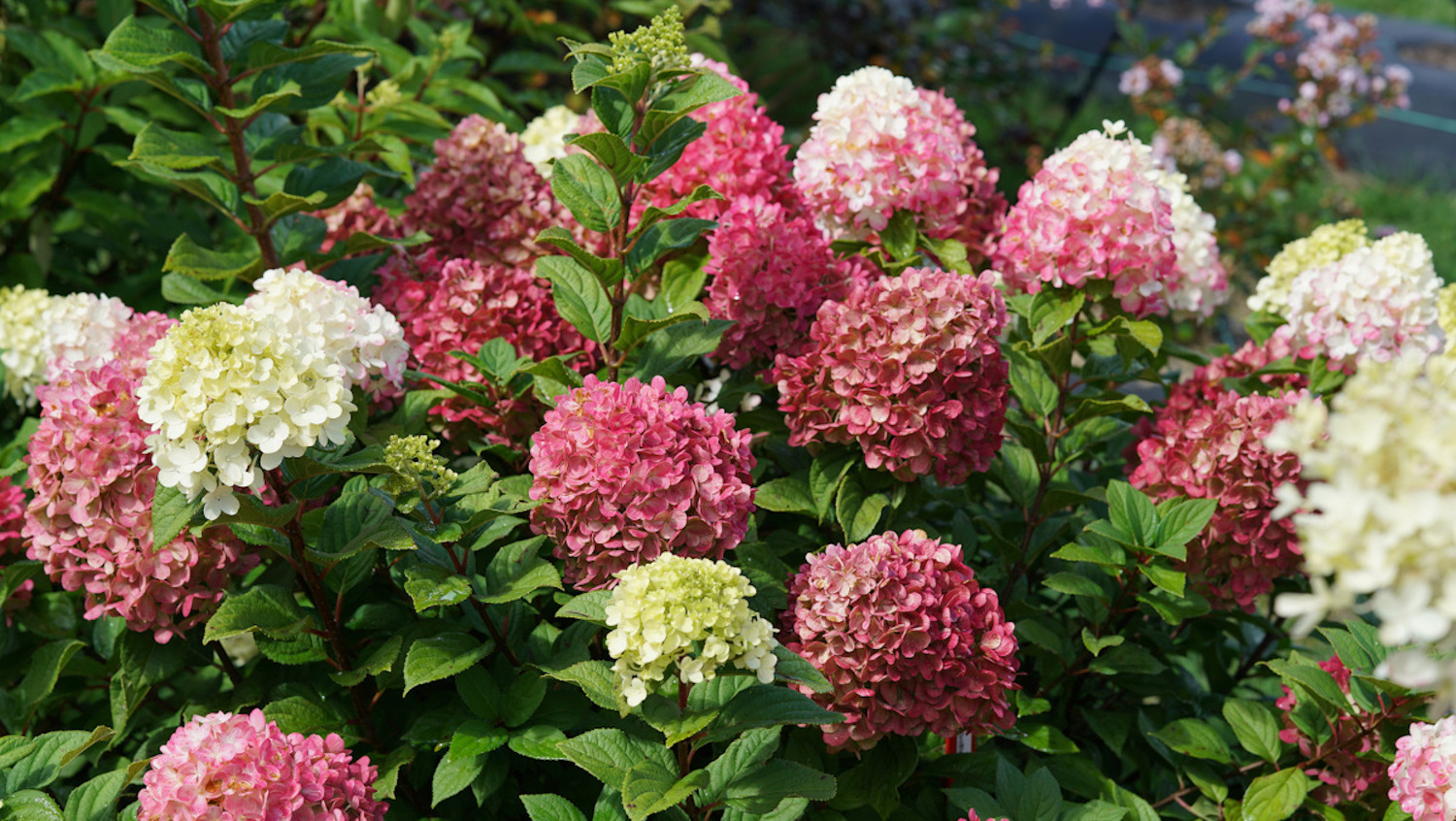 Family grown perennials and annuals at Roberta's Unique Gardens