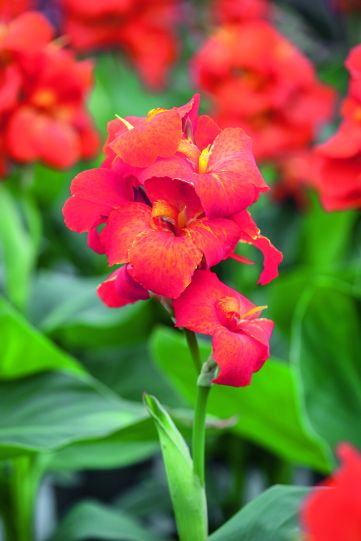 CannaSol Tropical and Colorful Cannas 3 pc.