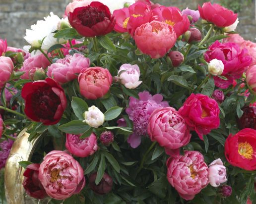 Peonies Victorian Bounty of Blooms 3 pc. R310423