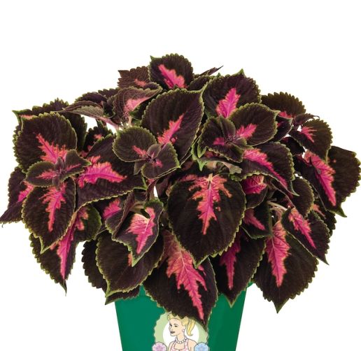 Colorful and Flashy Coleus Main Street 3 pc. R95063