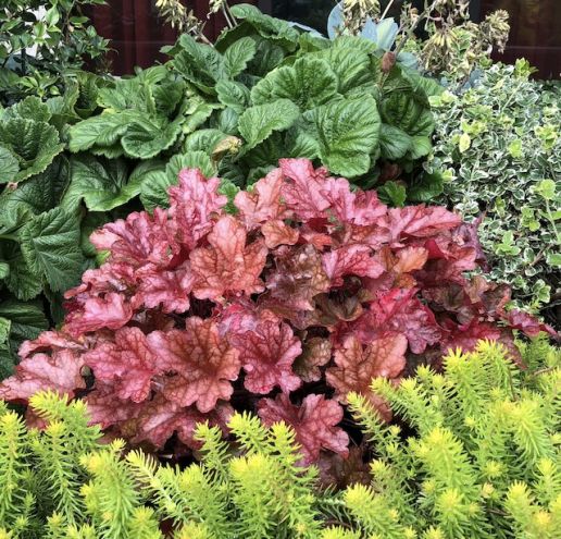 Indian Summer Coral Bells 3 pc.