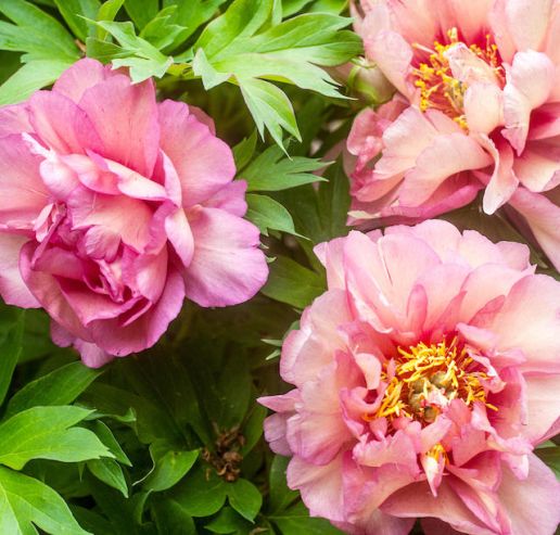 Extended Bloom Itoh Peony 1 pc. R67202