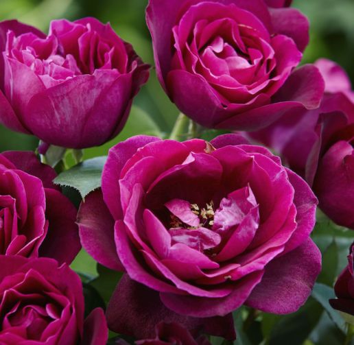Fragrant Brindabellaâ„¢ Rose 1 pc.  - Purple Prince
