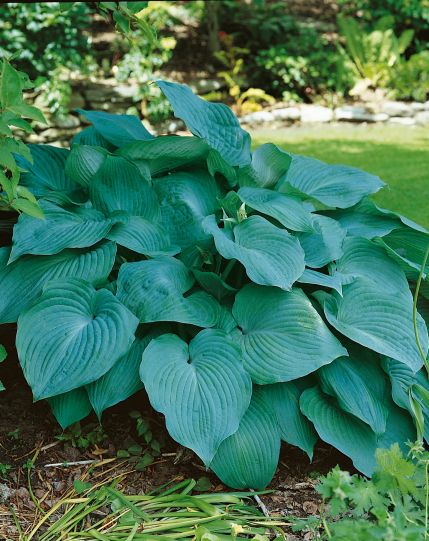Hosta Large and Luscious Collection 3 pc. R261571