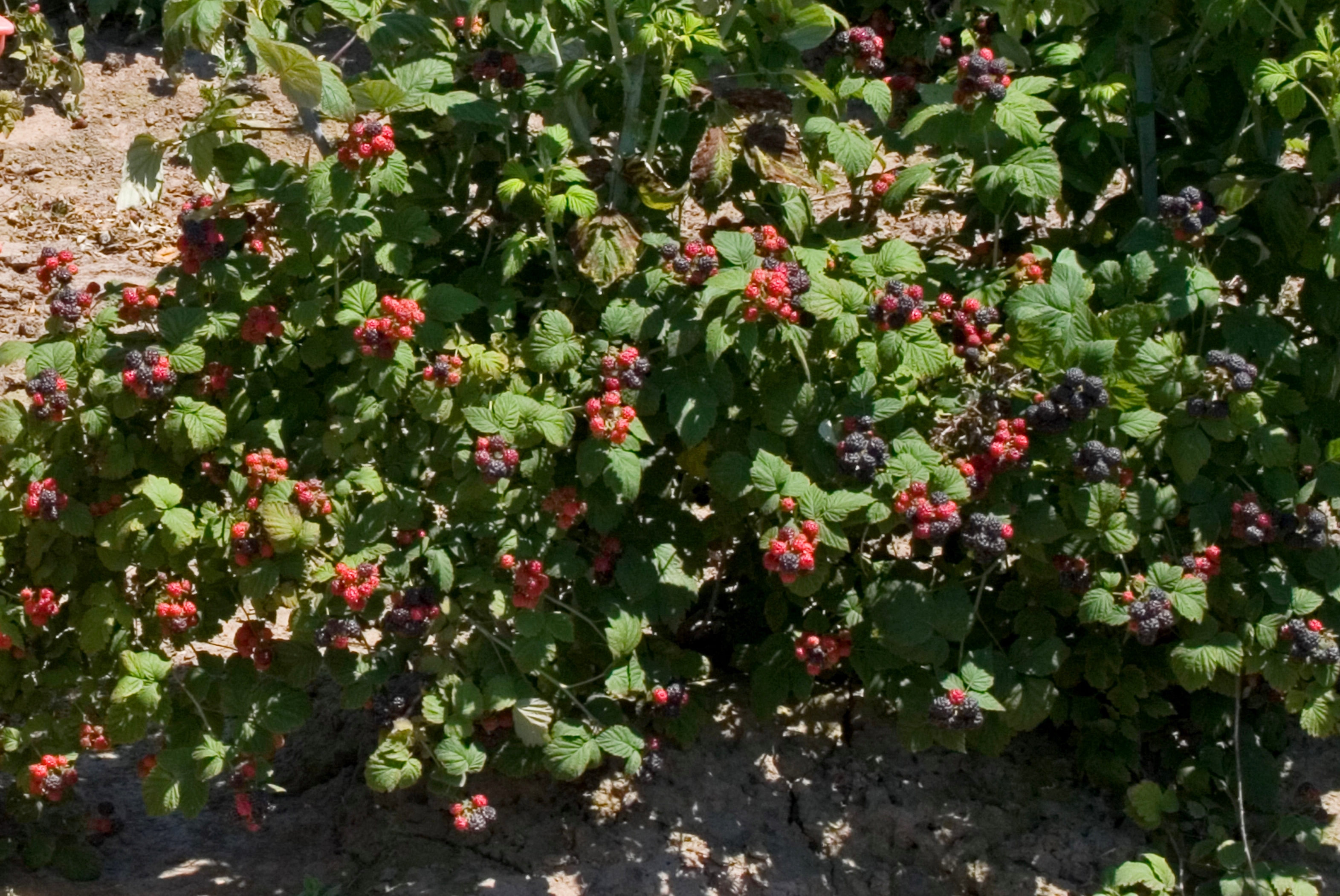 Raspberry Cumberland Dormant Plant 2 pc. R310415
