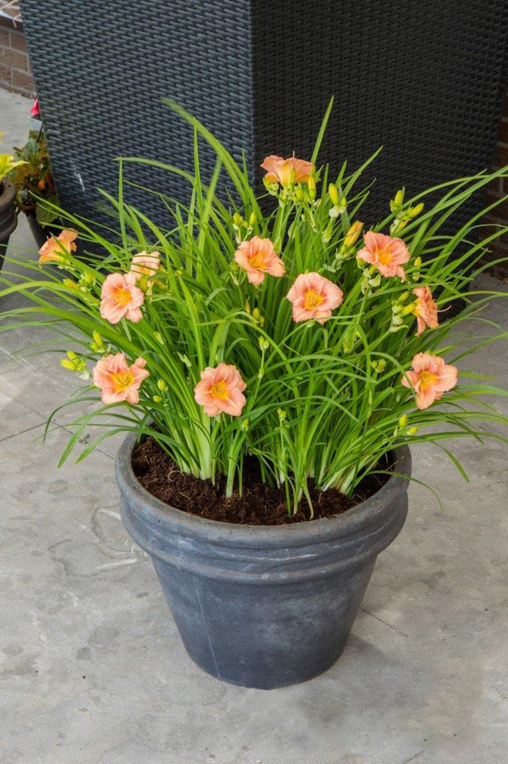 EveryDaylily All Rose Continuous Blooming Daylily 2 pc.