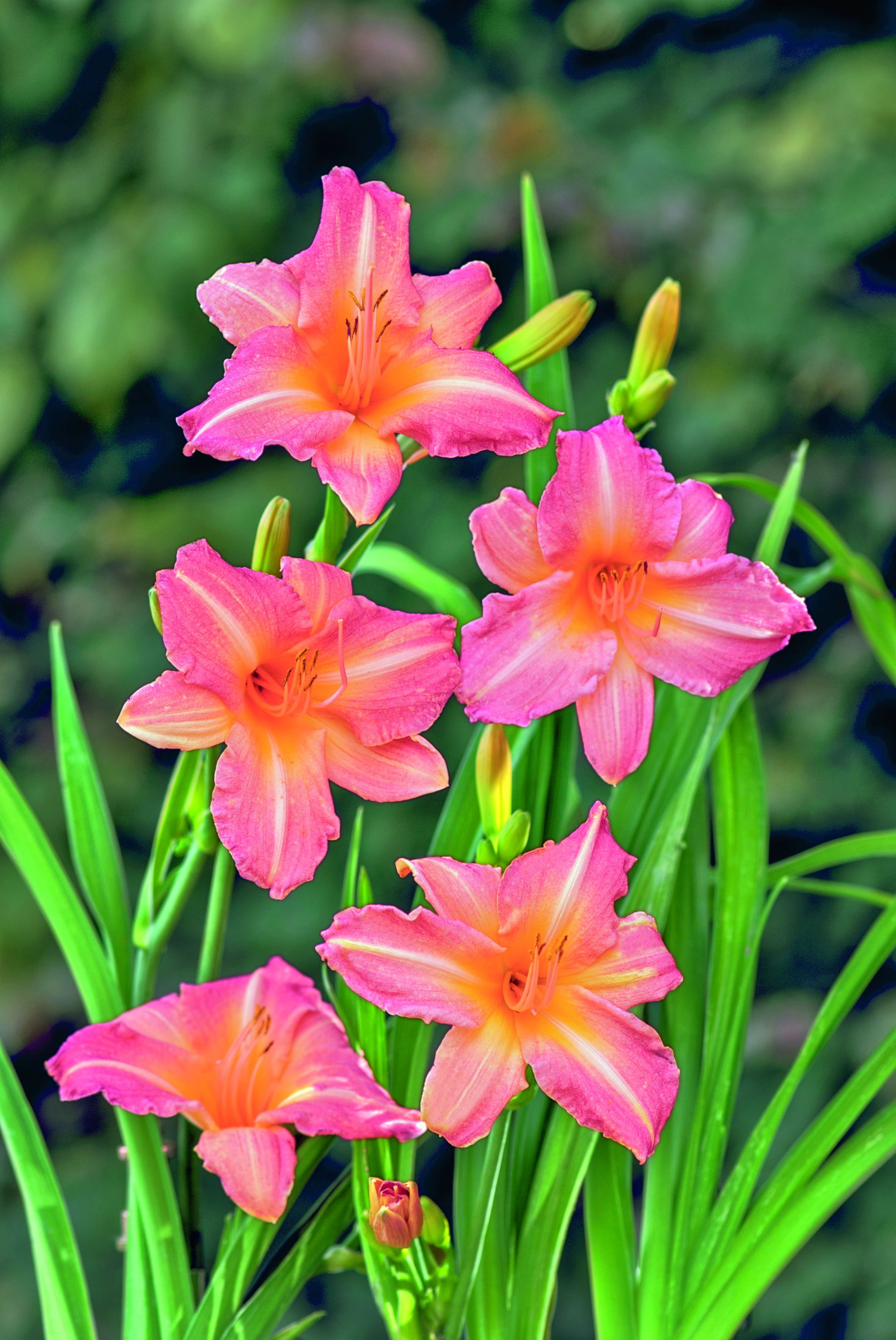 Daylily Timeless Mix Colorful and Long Blooming 6 pc.