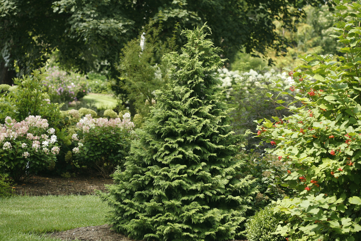 False Cypress Soft Serve® Green 1 pc. R457645