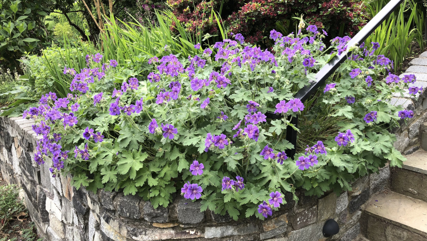 Geraniums Hardy Marco's Mix 4 pc. **Ships in Fall**
