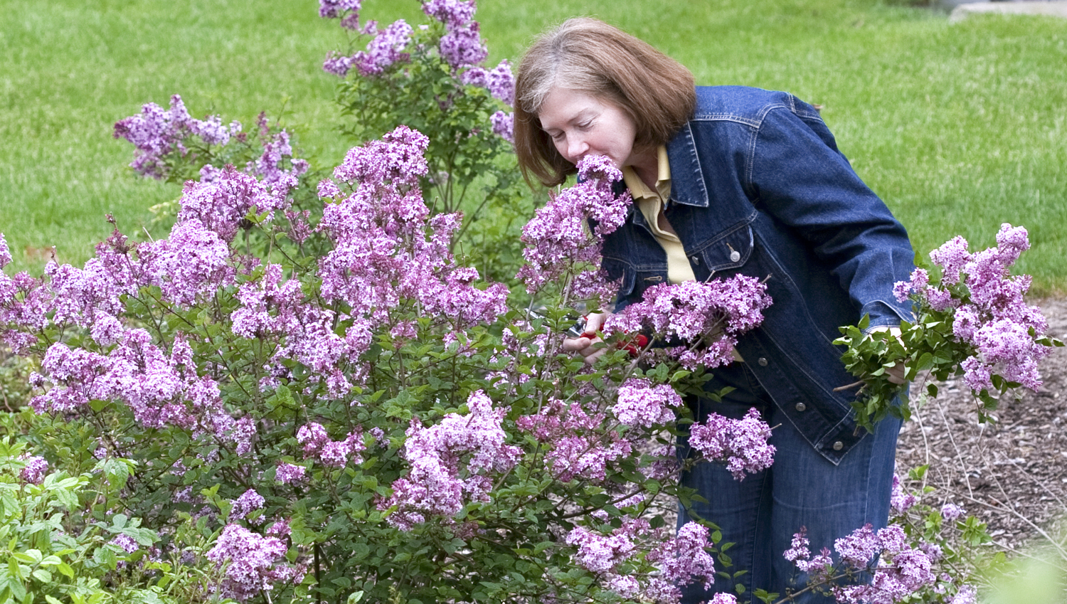 Lilac Proven Winner's® Reblooming Bloomerange® 1 pc.