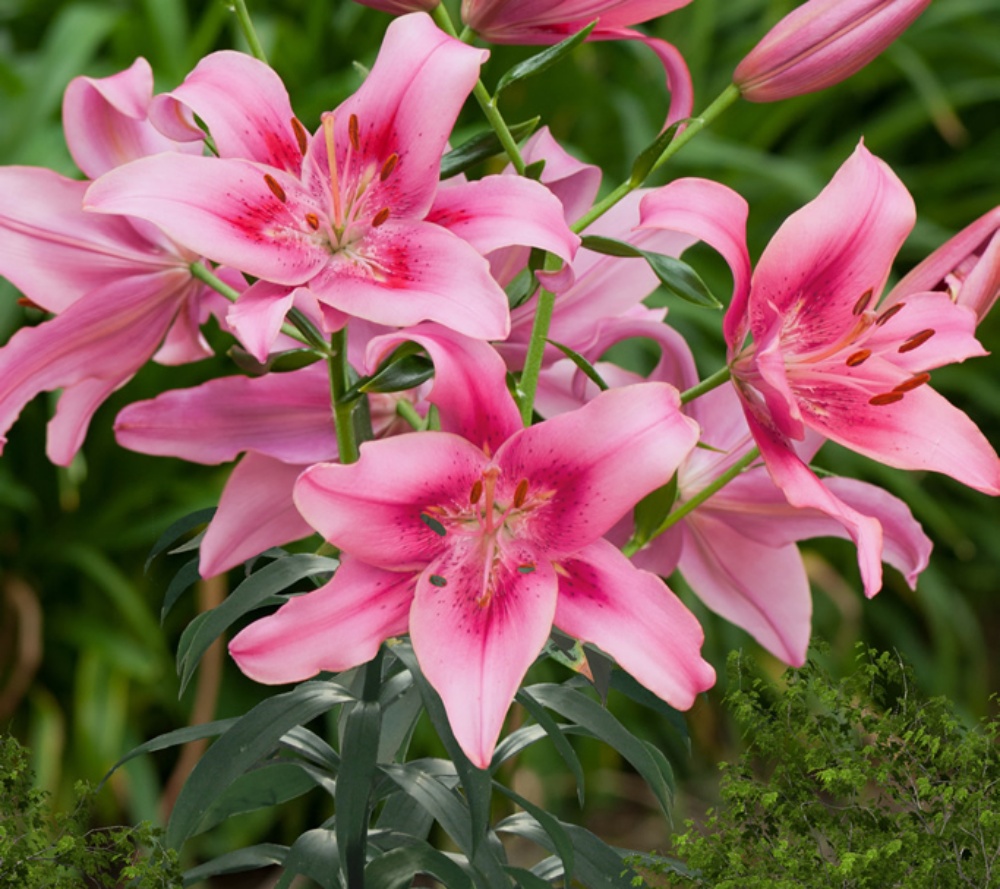 Lily AOA hybrid Child in Time Pink 6 pc. R338774