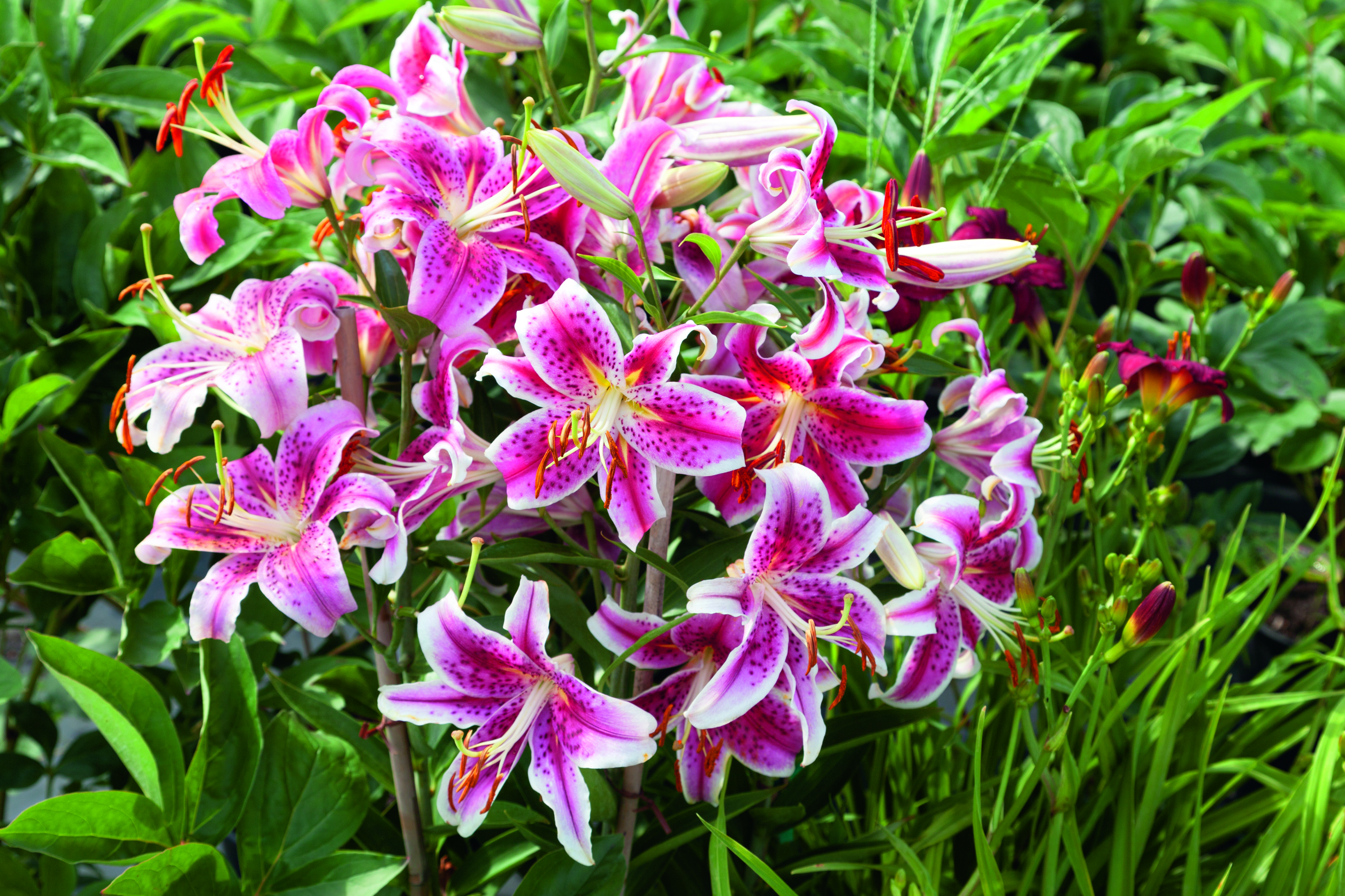 Lily Stargazer Oriental Lily 6 pc.