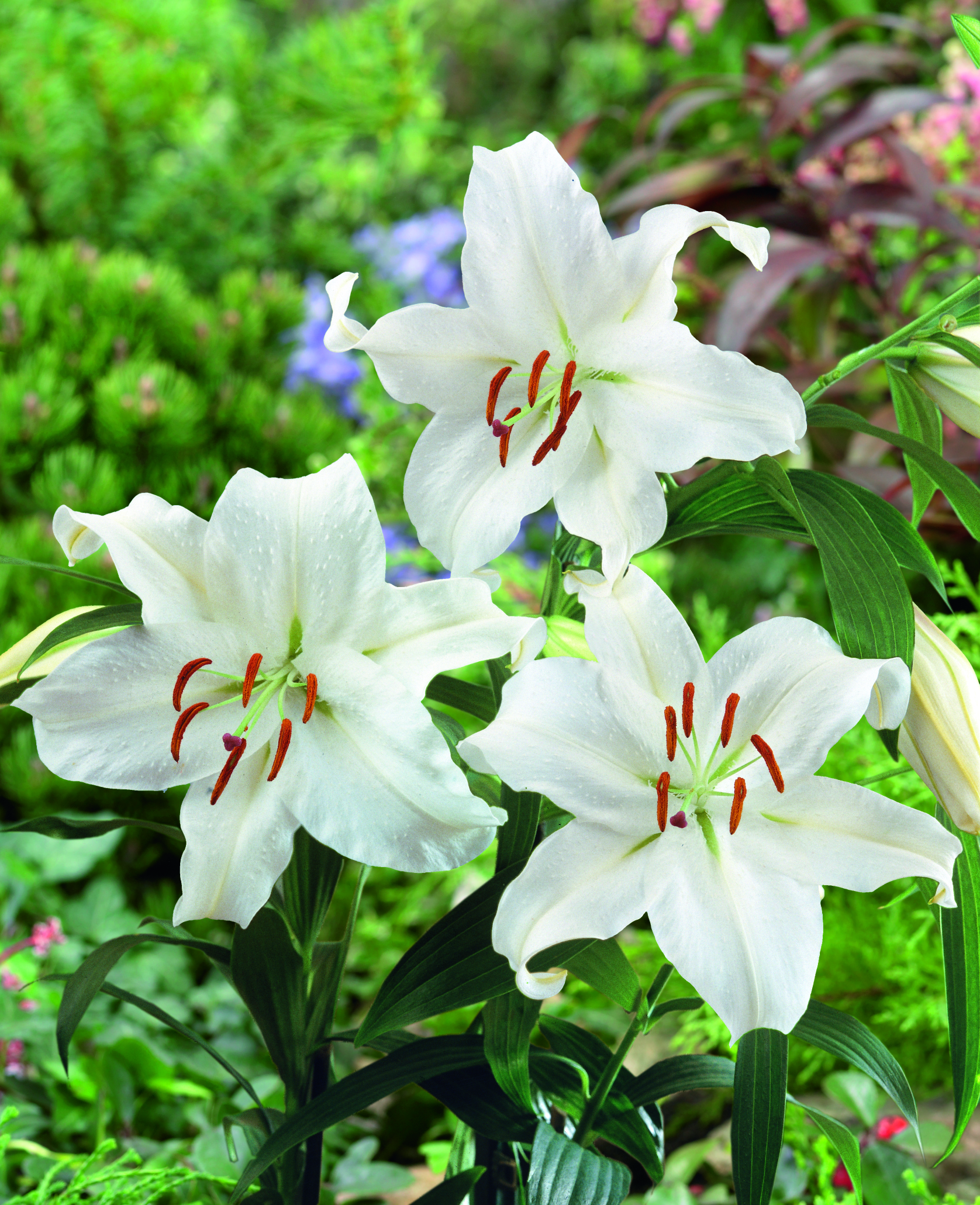 Lily Casa Blanca White Oriental 6 pc. R310433