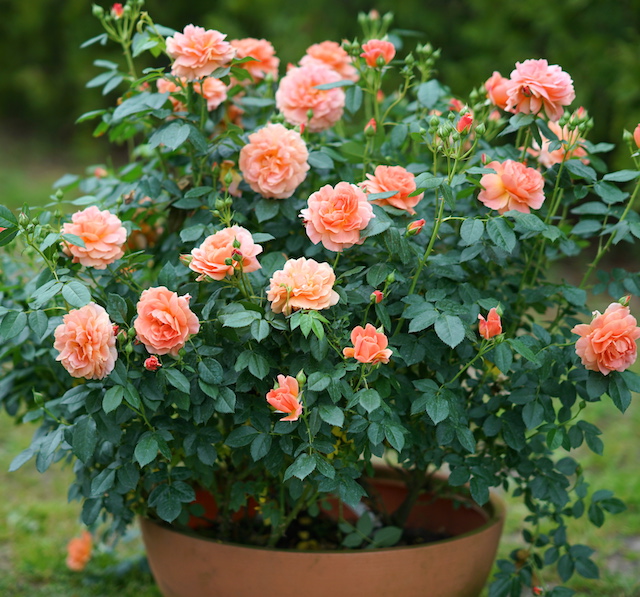 Proven Winners® At Last® Rose 1 pc.
