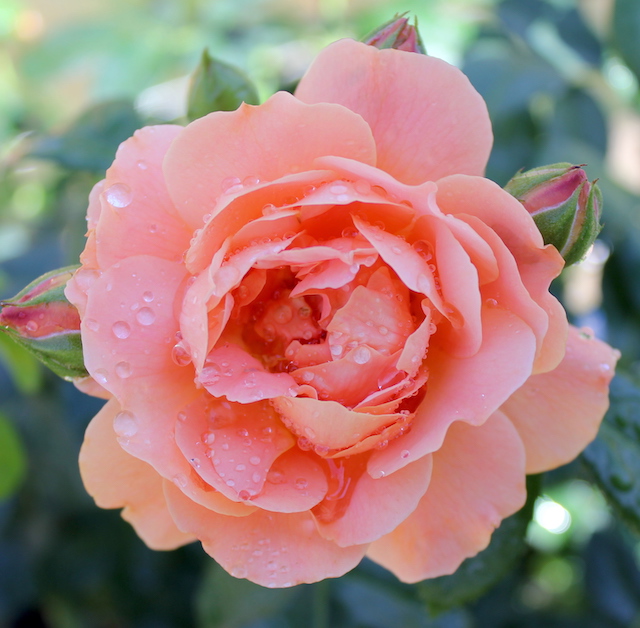 Proven Winners At Last Rose Shrub - Thumbnail 3
