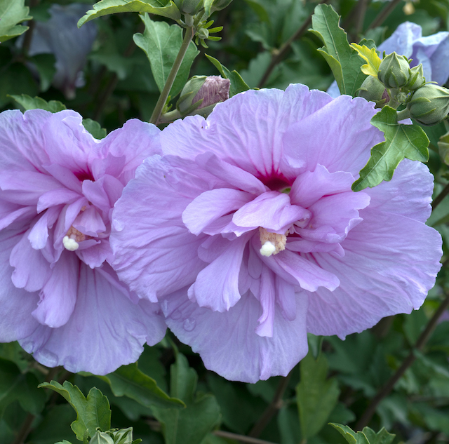 Proven Winners® Blue Chiffon® Rose of Sharon 1 pc. *Ships in the Fall*