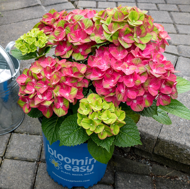 Tilt-A-Swirl Color-Changing Hydrangea 1 pc. **Ships in the Fall**