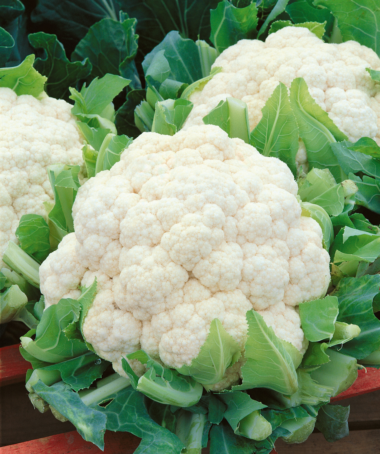 Cauliflower Amazing Edible 6 pc. 