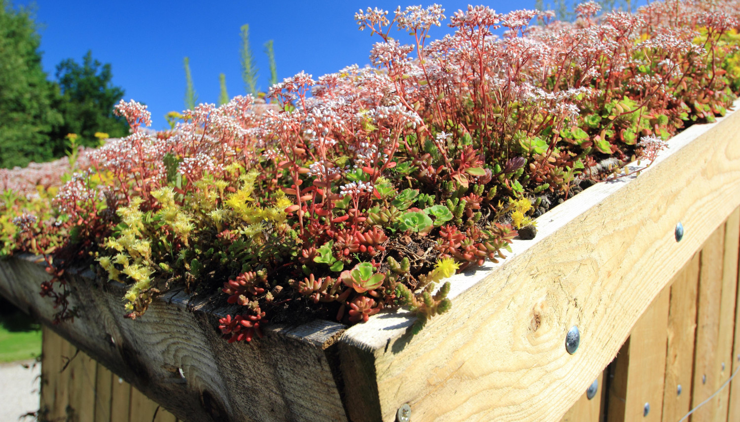 Cut and Plant Sedum and Iceplant Tiles R89857 *FALL SHIP*