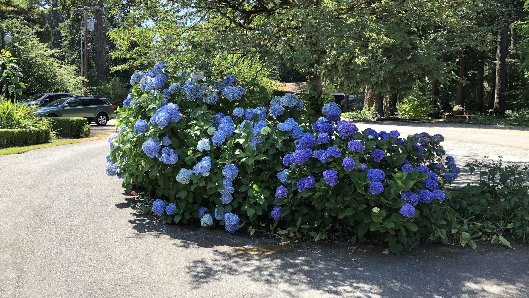 Hydrangea Proven Winner's® Pre-budded Blue Hydrangea 1 pc. R66929 **Ships Early May**