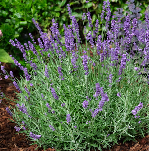 American Bred Sensational™ Purple Lavender 4 pc. *Ships in the Fall*