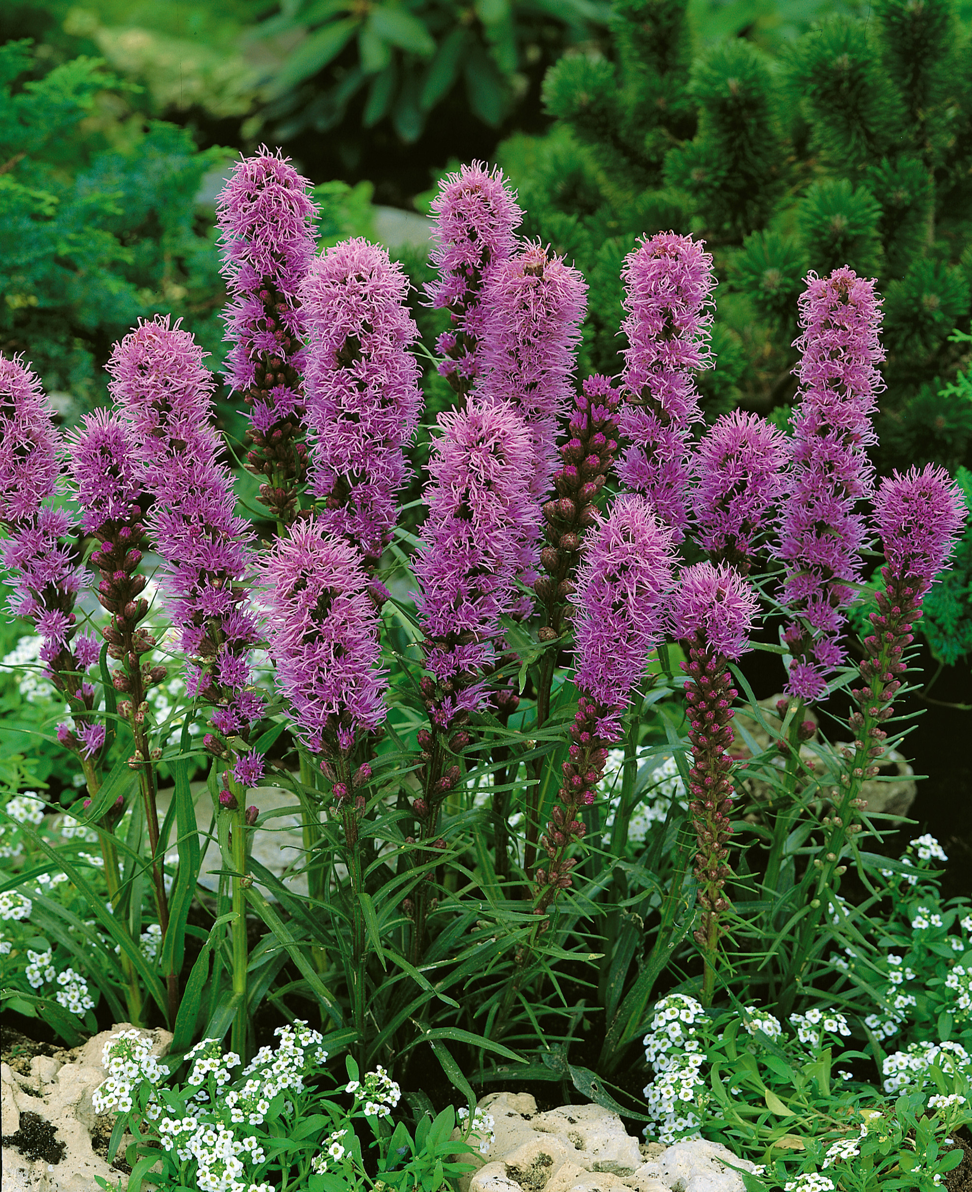 Liatris spicata Kobold Purple Blazing Star 10 pc. R261577 | Shop