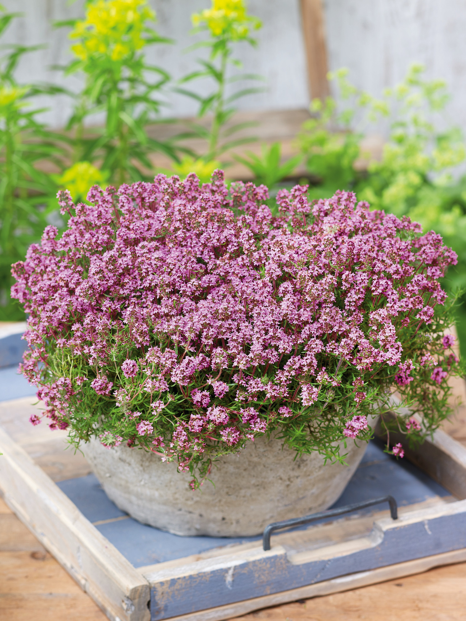 Thyme Trample Me™ Groundcover 9 Pak- R89800 **Ships in Fall**