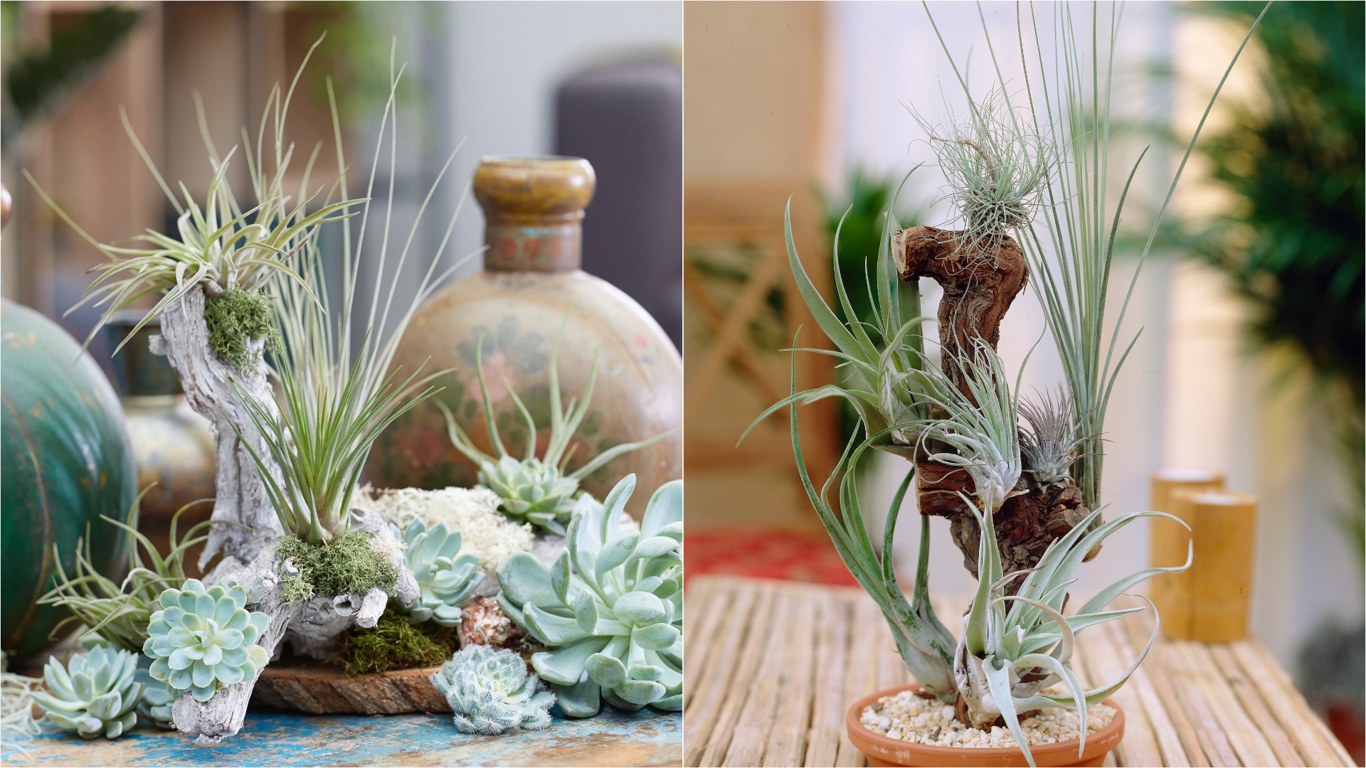 Air Plant Collection with Resin Log 4 pc. R95122