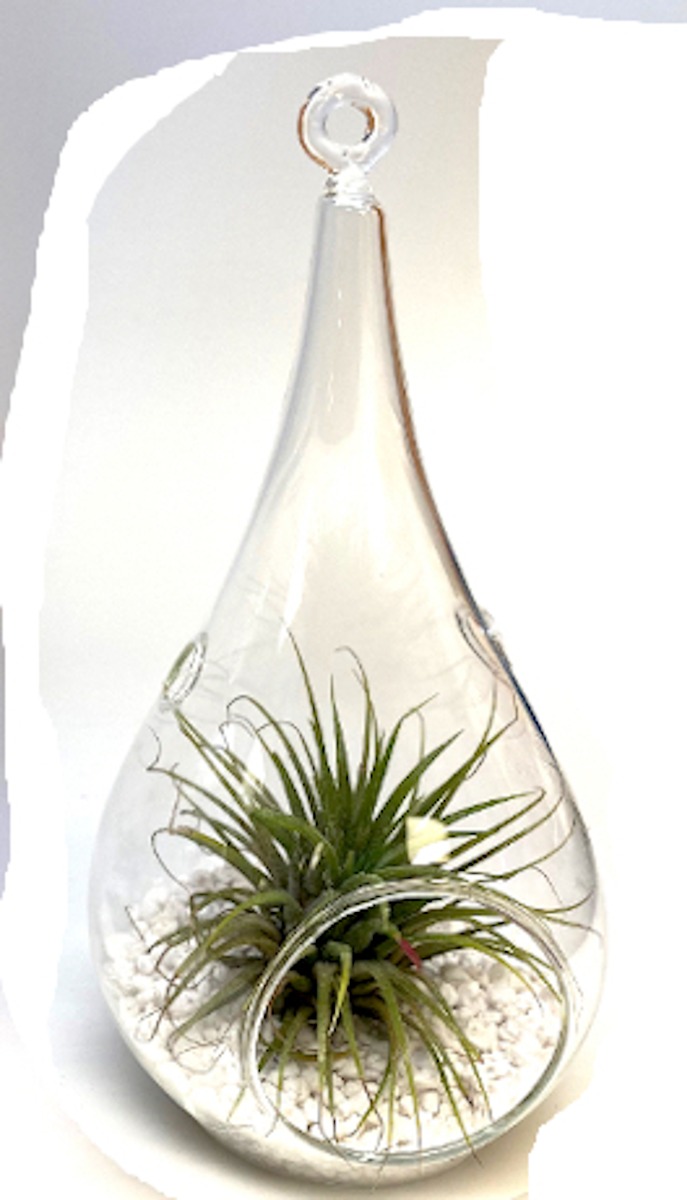1 pc. Air Plant with Decorative Glass Container - Teardrop