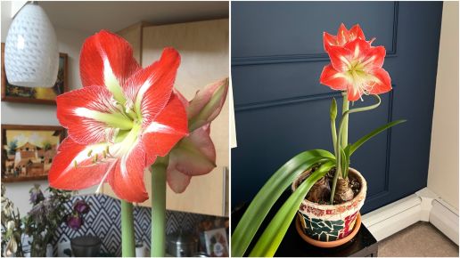 Dutch Holiday Amaryllis with colorful Tin Pot 1 pc. Color Choice **Ships early November**
