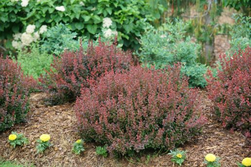 Barberry Sunjoy® All Mini Maroon 1 pc. R460382