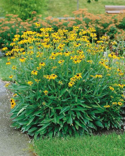 Black-Eyed Susan Viette's Little Suzy Rudbeckia 3 pc. *Ships in Fall*