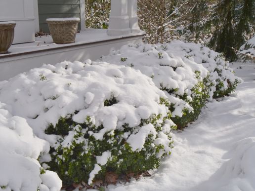 Boxwood Evergreen Shrubs Color Choice 1 pc. -sprinter R457625
