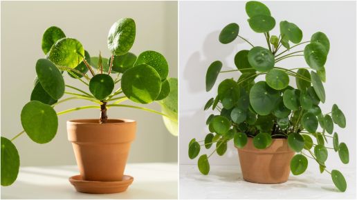 Chinese Coin Plants Houseplant 4 pc. *Ships this Fall* 